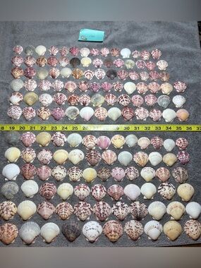 150 - Sanibel Island Scallop Seashell Collection.  Great for crafters!!